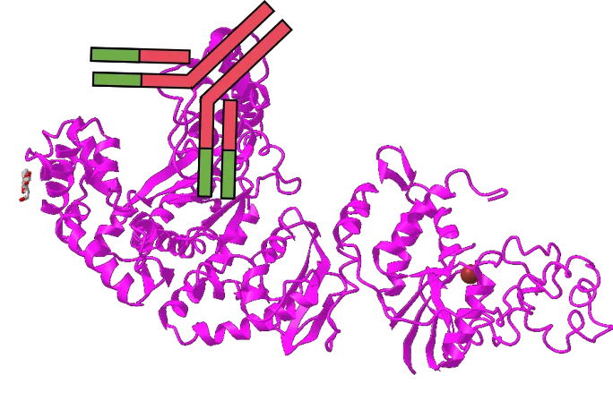 想提高PCR特異性嗎？用對(duì)酶很重要！